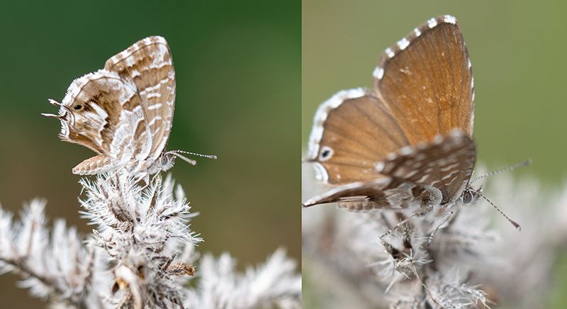 Leptotes?  No, Cacyreus marshalli